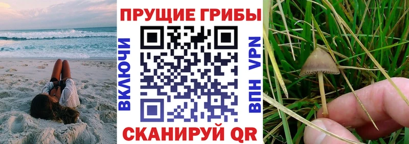 Псилоцибиновые грибы мицелий  Сунжа 